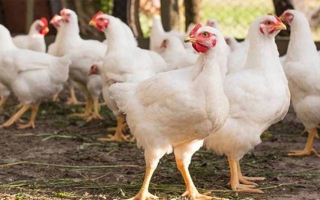  مرغی کا گوشت 60، اور زندہ مرغی 40 روپے فی کلو تک مہنگی 