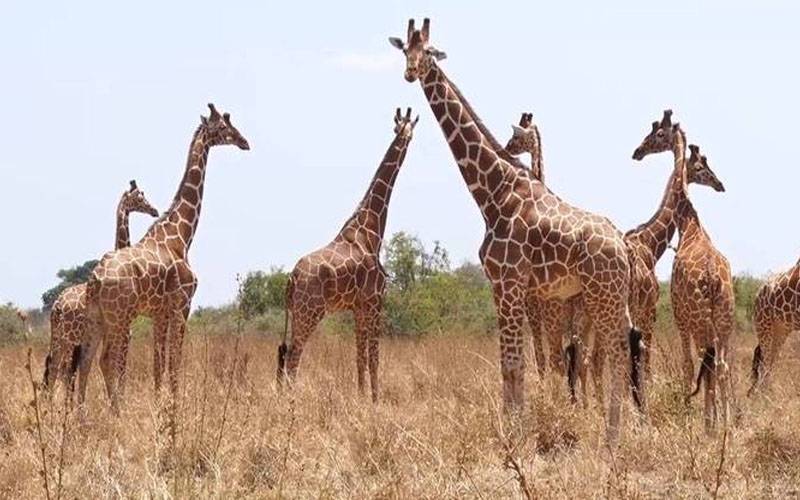 12 جنوبی افریقن زرافے پاکستان لانے کی تیاریاں