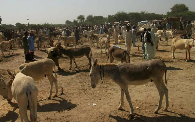  کس صوبے میں گدھے سب سے زیادہ ؛ حکومتی اعداد و شمار سامنےآگئے 