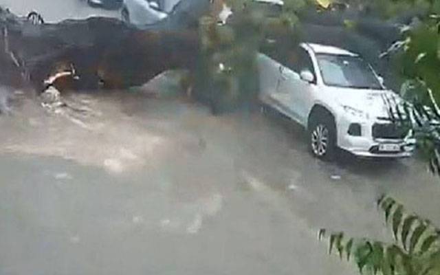 بھارت:  گاڑیوں پر درخت آگرا، ایک شخص ہلاک، ویڈیو سوشل میڈیا پر وائرل  