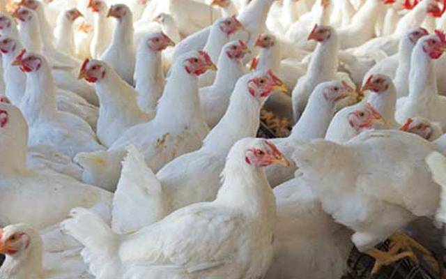 برائلر گوشت کھانے والوں کیلئے بری خبر