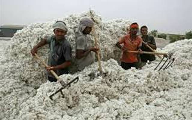 ملکی تاریخ میں پہلی بار 50 فیصد کپاس کی فیکٹریاں غیر فعال 