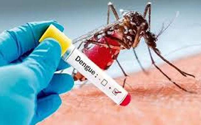 راولپنڈی میں ڈینگی وائرس، 5 کیسسز رپورٹ