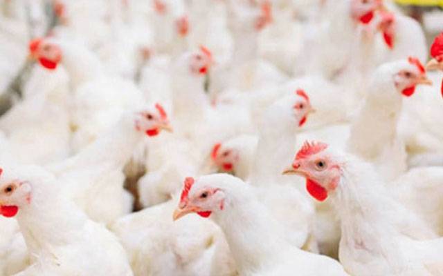 پشاور میں مرغی مہنگی، لاہور میں قیمتیں برقرار 