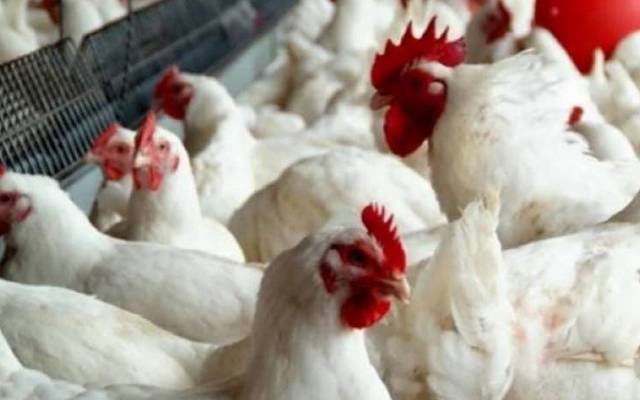 سرکاری ریٹ لسٹ ردی کی ٹوکری کی نذر، برائلر گوشت فی کلو کتنے کا ہوگیا؟