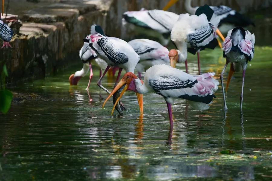Delhi Zoo closed, City42, Painted Stark died, Bird Flu , City42 