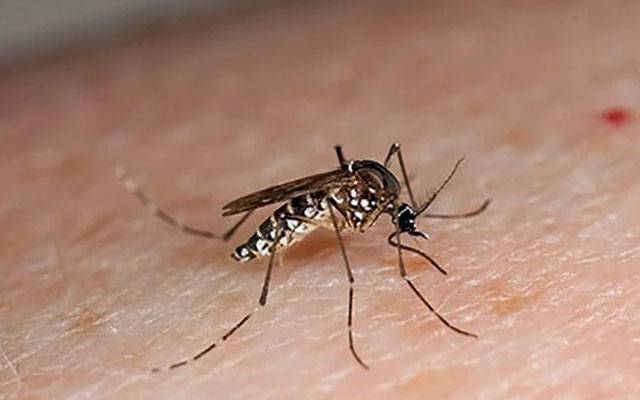 دارالحکومت میں ڈینگی کے مزید 13 کیسز رپورٹ