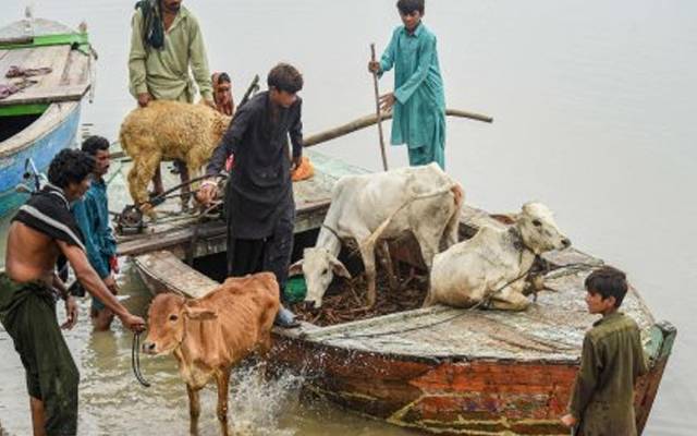 وزیر اعلیٰ کی ہدایت پر سیلاب زدہ علاقوں میں مویشیوں کے چارے کی فراہمی شروع