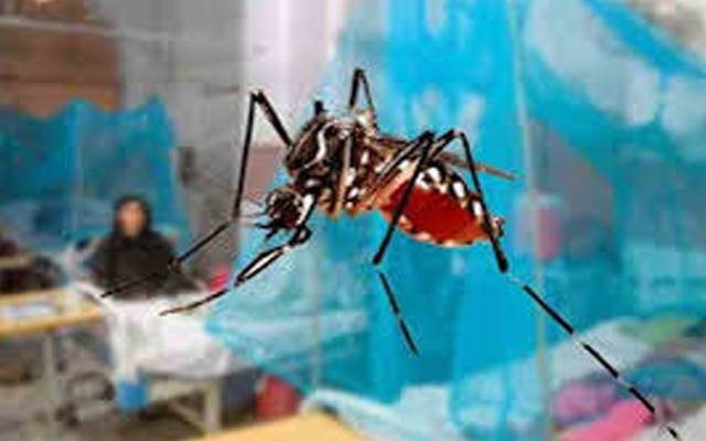 ڈینگی پھیلنے لگا؛ شہر میں ڈینگی بخار کے 16 نئے مریض رپورٹ