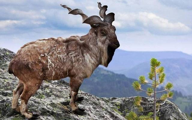 مارخور کے شکار کا پرمٹ تاریخی 10 کروڑ روپے میں نیلام، گلگت بلتستان میں ٹرافی ہنٹنگ کا نیا ریکارڈ قائم