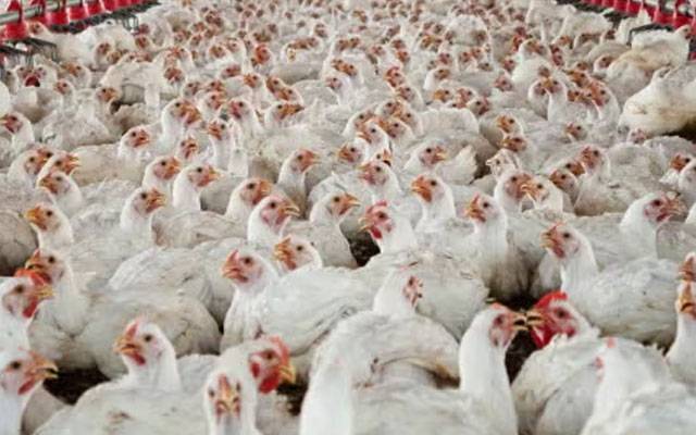 آج کراچی میں مرغی سپلائی بند،باضابطہ اعلان ہوگیا