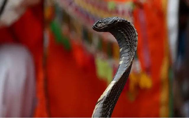  مٹیاری کے سالانہ میلے میں چڑیا گھر سے اژدھا نما سانپ فرار ، شہری خوفزدہ