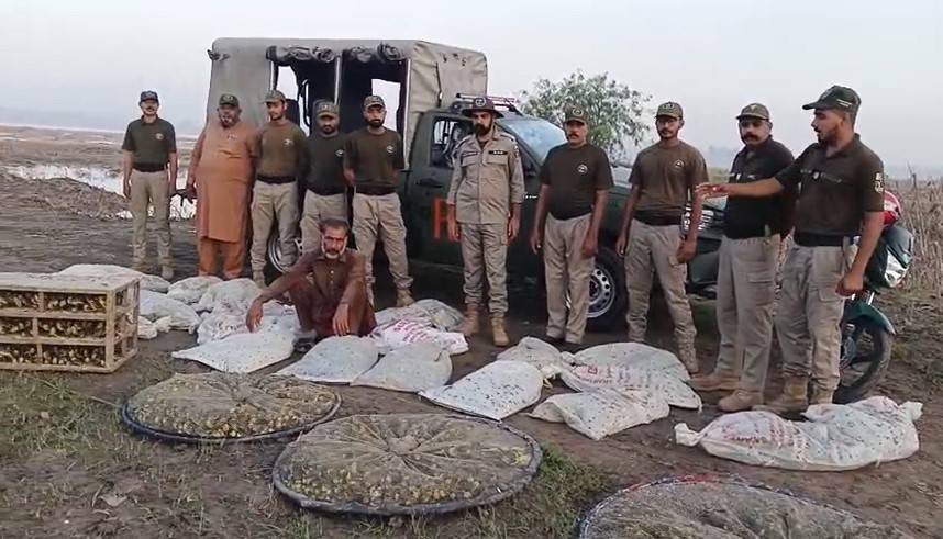 وائلڈلائف رینجرز کی بڑی کارروائی ؛ ہزاروں ممولوں کی سمگلنگ پکڑلی 