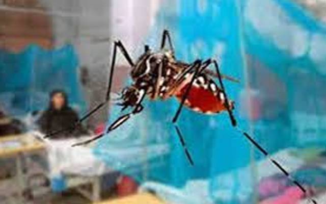 شہر میں ڈینگی بے قابو؛ 12 نئے مریض رپورٹ