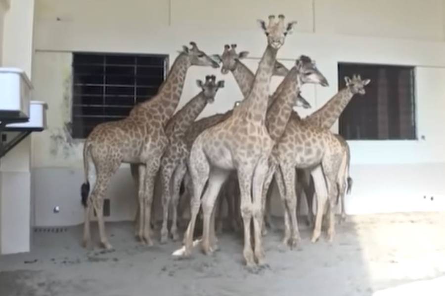Lahore Safari Zoo, South African Geraph , City42 