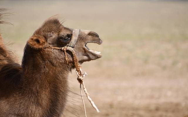  وڈیرے کا اونٹنی پر بد ترین تشدد، ٹریکٹر سے باندھ کرگھسیٹتا رہا، ٹانگ توڑ دی