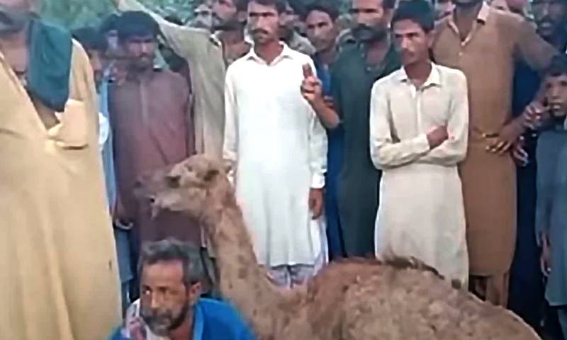 اونٹنی کا جبڑا و پچھلی ٹانگ ٹوٹی ہوئی تھی:ڈائریکٹر سی ڈی آر ایس