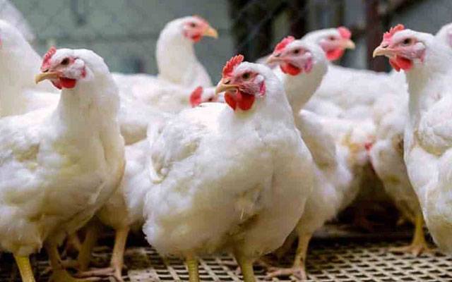 برائلرگوشت کی قیمت میں کمی
