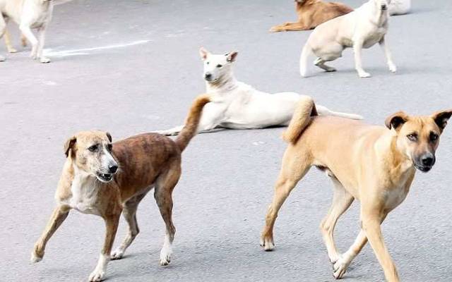  شکرگڑھ : خاتون پر کتوں نے حملہ کردیا، ہسپتال داخل