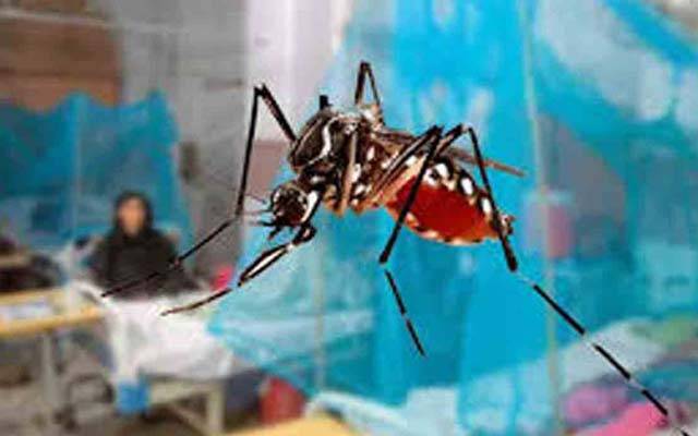 لاہور میں ڈینگی کے خطرناک وار؛ درجنوں نئے مریض ہسپتال پہنچ گئے 