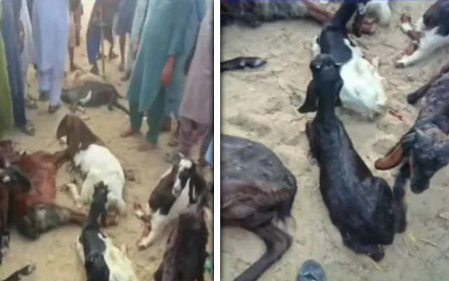 بھارتی فوج نے 8 بکریوں کو ہلاک کردیا جبکہ 54 کی ٹانگیں توڑ دیں