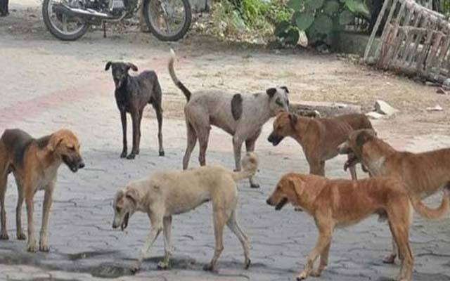  38 شہری باولے کتوں کا شکار ; وزیر اعلیٰ کا نوٹس ،رپورٹ طلب 