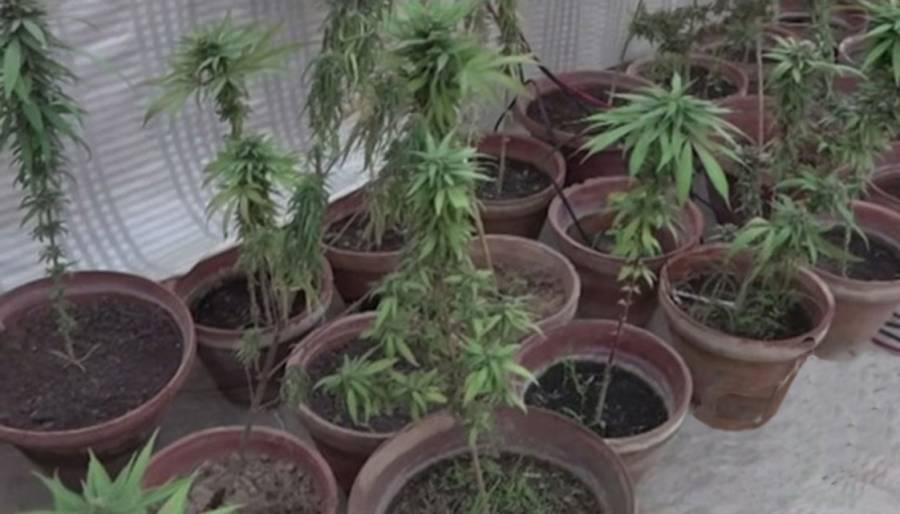 Weed, Hashesh, Narcotics m Narcotics Control Wing, 
