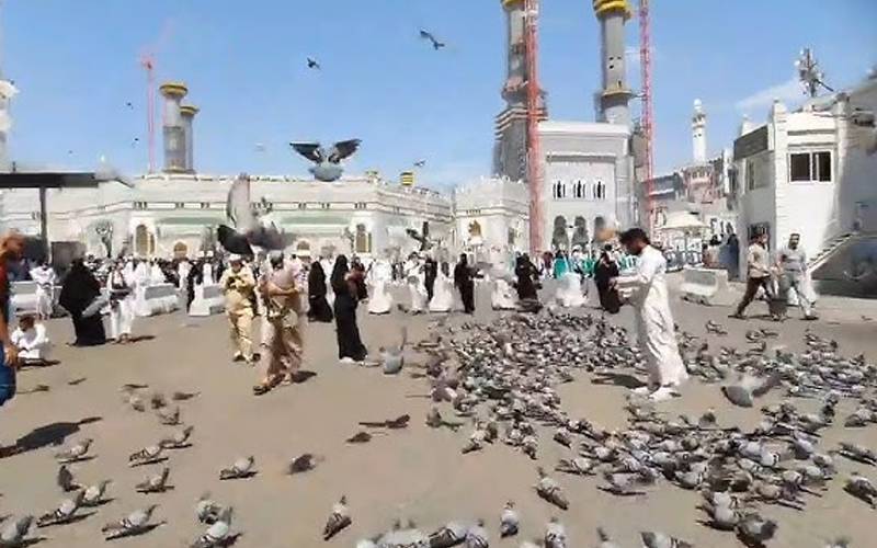 مسجد الحرام کے اطراف کبوتروں کو دانا ڈالنے پر 1 ہزار ریال جرمانہ