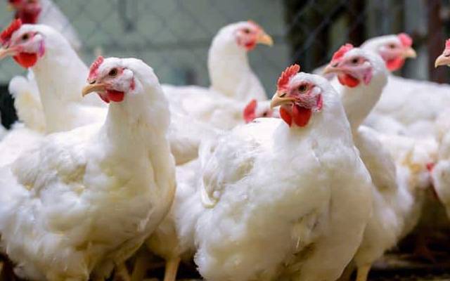 برائلر گوشت کی قیمت میں ایک بار پھر بڑا اضافہ