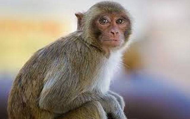 شکرگڑھ میں بندروں نے شہریوں اور محکمہ وائلڈ لائف کو تگنی کا ناچ نچادیا 
