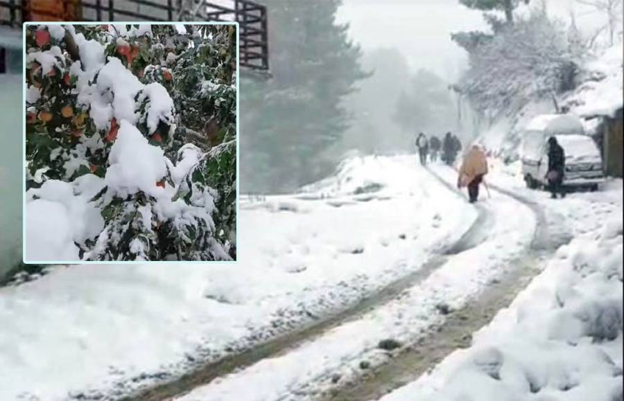 early snow fall, Himachal Pardesh, City42 , Apple yield 