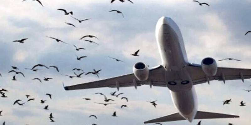 ایئرپورٹس پر جہازوں سے پرندے ٹکرانے کے واقعات میں اضافہ