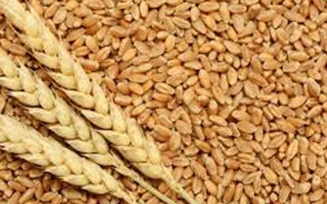 گندم پالیسی کا نیا ڈرافٹ چاروں صوبوں کو رائے کے لیےبھجوادیاگیا