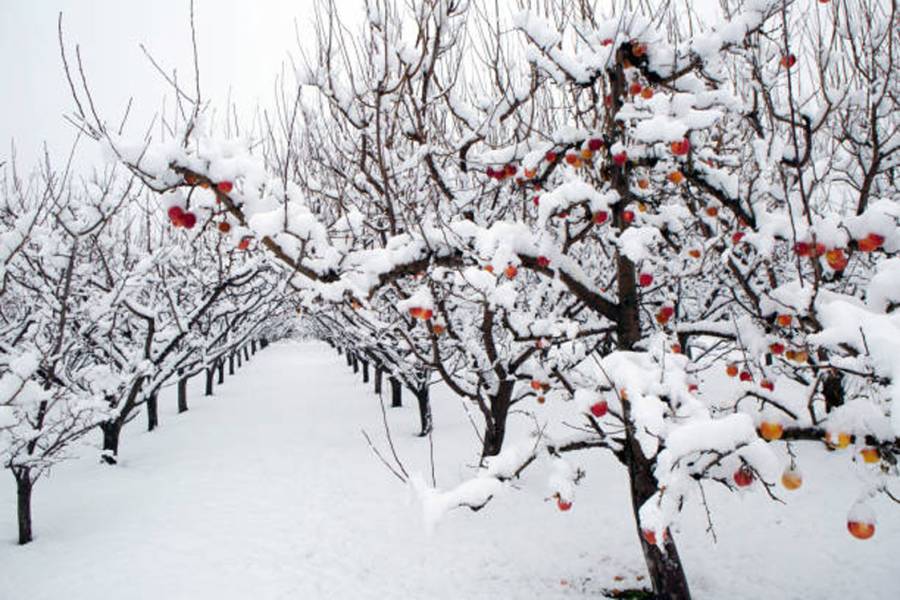 Warm winter predicted, weather forecast, city42 
