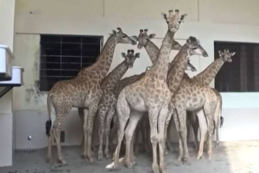 Maryam Nawaz , X post, City42 , Lahore Zoo , Lahore Safari Park 