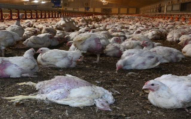 کراچی :ہوٹلوں، فاسٹ فوڈ اوربریانی سینٹرز پر مردہ مرغیوں کےگوشت کی سپلائی کا انکشاف