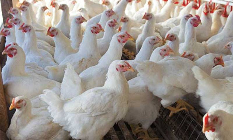 برائلرگوشت کی قیمت میں حیران کن کمی