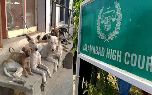 اسلام آباد ہائیکورٹ نے آوارہ کتوں کی ویکسینیشن کی ہدایت کردی
