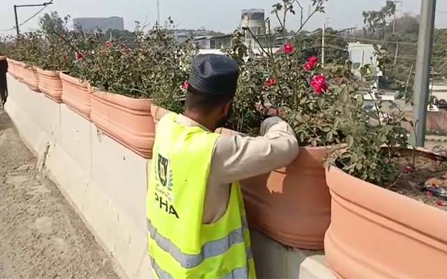 پی ایچ اے نے ٹھوکر فلائی اوور کو سرخ گلاب کے پھولوں سے سجادیا