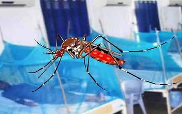 شہر میں ڈینگی کے وار ؛ درجنوں مریض ہسپتال پہنچ گئے 