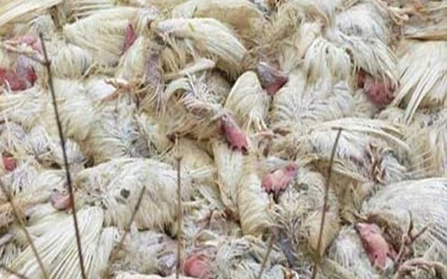 مردہ مرغیوں کا گوشت فروخت کرنے والا گرفتار، 4 سال قید، 10 لاکھ جرمانہ