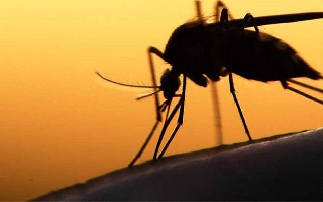 دارالحکومت اور جیکب آباد میں ڈینگی کے نئے کیسز رپورٹ، ایمرجنسی نافذ 