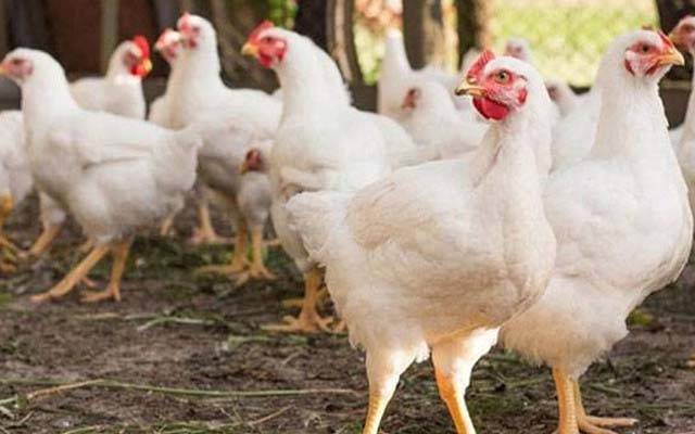 راولپنڈی میں برائلر مرغی کے گوشت کی قیمتوں کو پر لگ گئے 