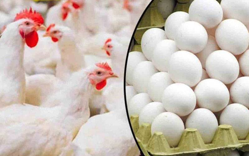مرغی اور انڈے کی قیمتیں پھر بڑھنے لگیں  