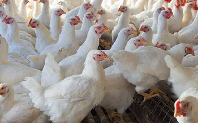 برائلر مرغی کے گوشت کی قیمت میں اچانک بڑا اضافہ