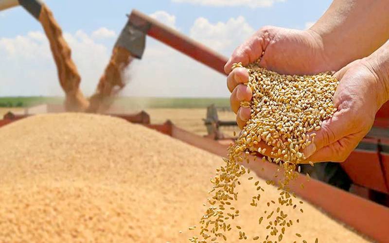  کسانوں کو گندم کے بدلے 70 فیصد قرض فوری دینے کی منظوری   