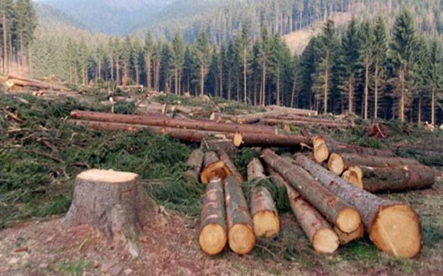 پنجاب میں جنگلات کی پہلی بار سیٹلائٹ مانیٹرنگ کا آغاز