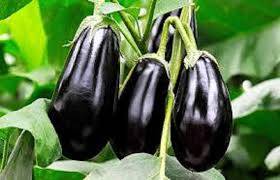 بینگن کے حیران کن فوائد