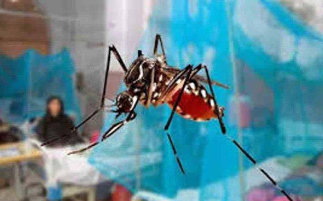 سندھ میں ڈینگی کے خطرناک وار؛ درجنوں مریض ہسپتال پہنچ گئے 