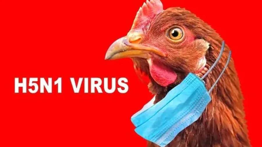 Birdflu N5H5, New Strain of N5H5 virus, Human infected by N5H5, city42 